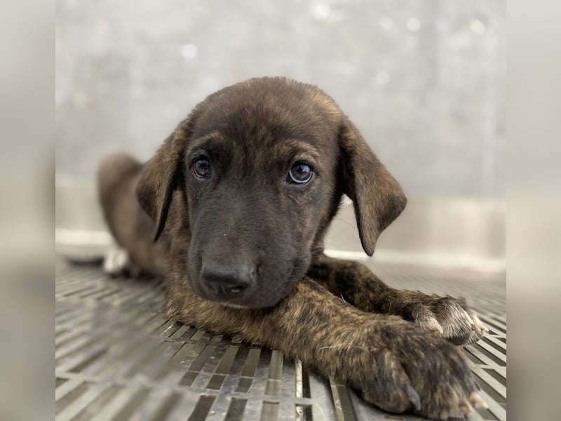 Tywin, geb. ca. 05/2024, lebt in GRIECHENLAND, auf einer privaten Pflegestelle