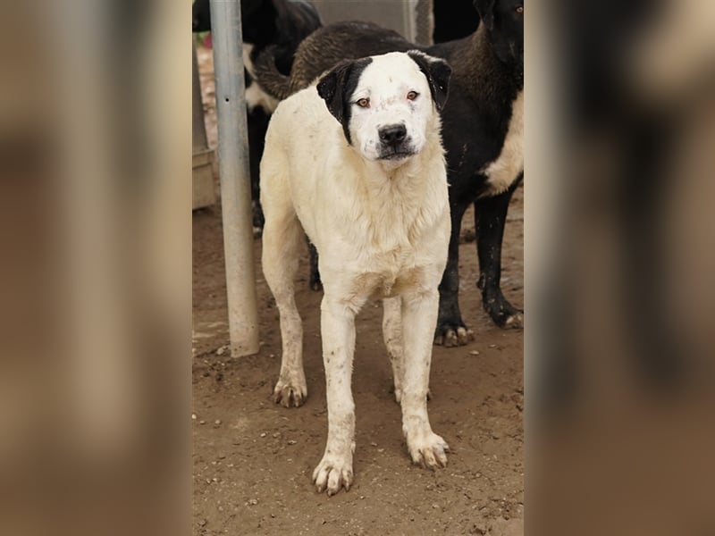 Ronny, geb. ca. 09/2022, lebt in GRIECHENLAND, im städt. Tierheim Serres