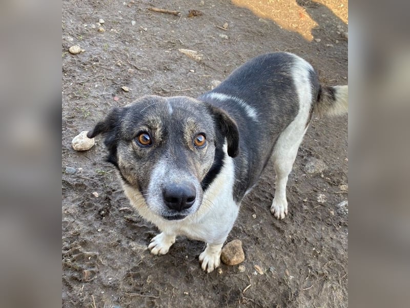 Degro, geb. ca. 01/2023, lebt in GRIECHENLAND, im städt. Tierheim Serres
