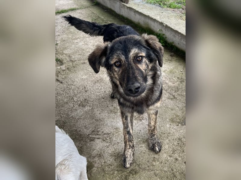 Nevik, geb. ca. 10/2024, lebt in GRIECHENLAND, auf einer privaten Pflegestelle