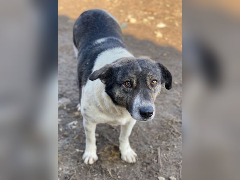 Degro, geb. ca. 01/2023, lebt in GRIECHENLAND, im städt. Tierheim Serres