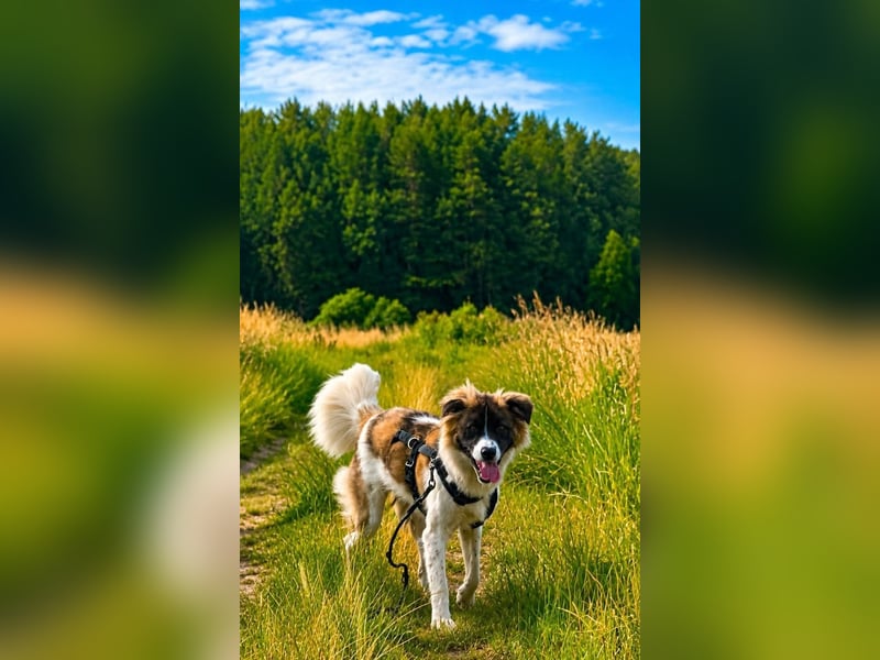 Süße Fay sucht liebevolle Hundekenner