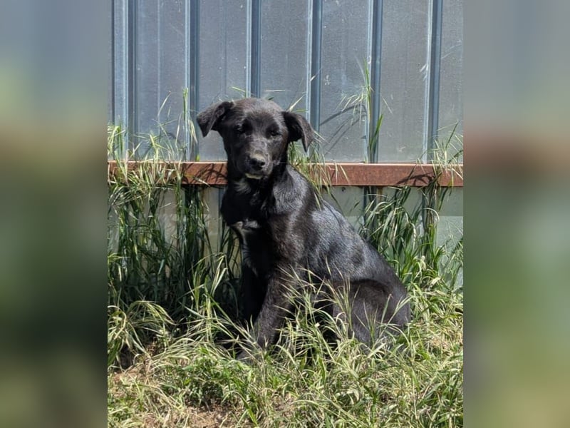 Loki, Hündin, *ca. 20.12.2024, ca. mittelgroß, feinfühlig, neugierig, (noch) zurückhaltend