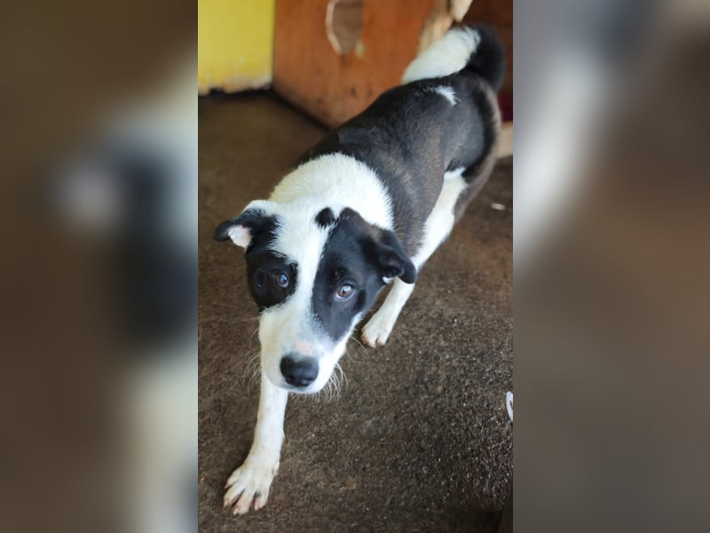 Tutu, Hündin, *ca. 10.09.2025, ca. kniehoch bis mittelgroß werdend, liebevoll, aufgeschlossen, freun