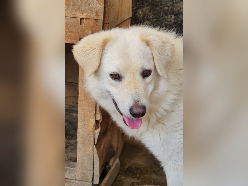 Basti, Rüde, *ca. 15.01.2023, ca. mittelgroß, lieb, freundlich, unsicher