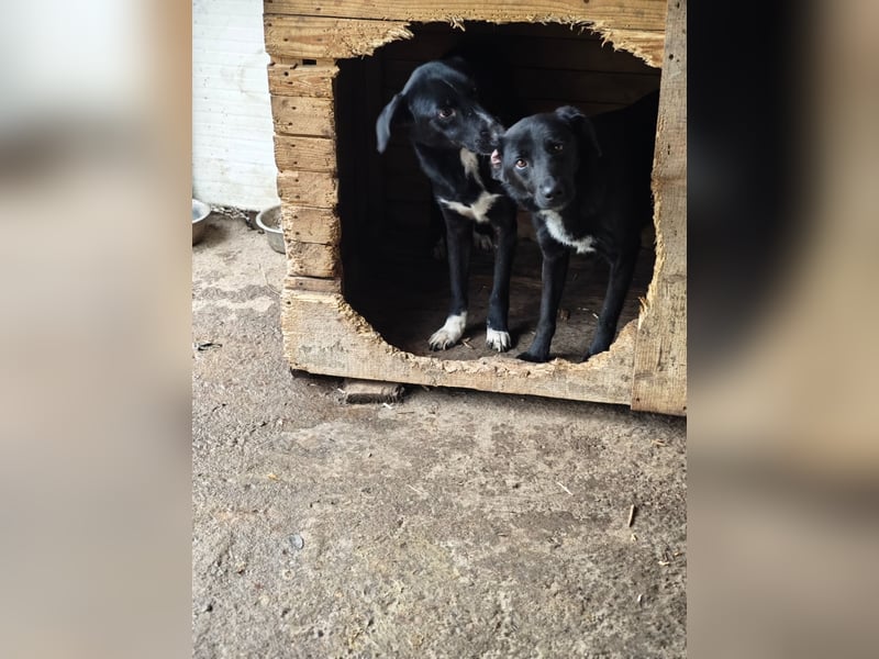 Isleen, Hündin, *ca. 14.06.2024, ca. mittelgroß, freundlich, verschmust, zurückhaltend