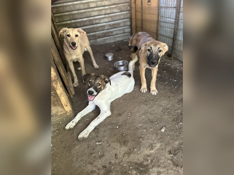 Wallace, 1 1/3-jähriger Rüde, SH ca. mittelgroß, freundlich, sozial, verspielt, neugierig