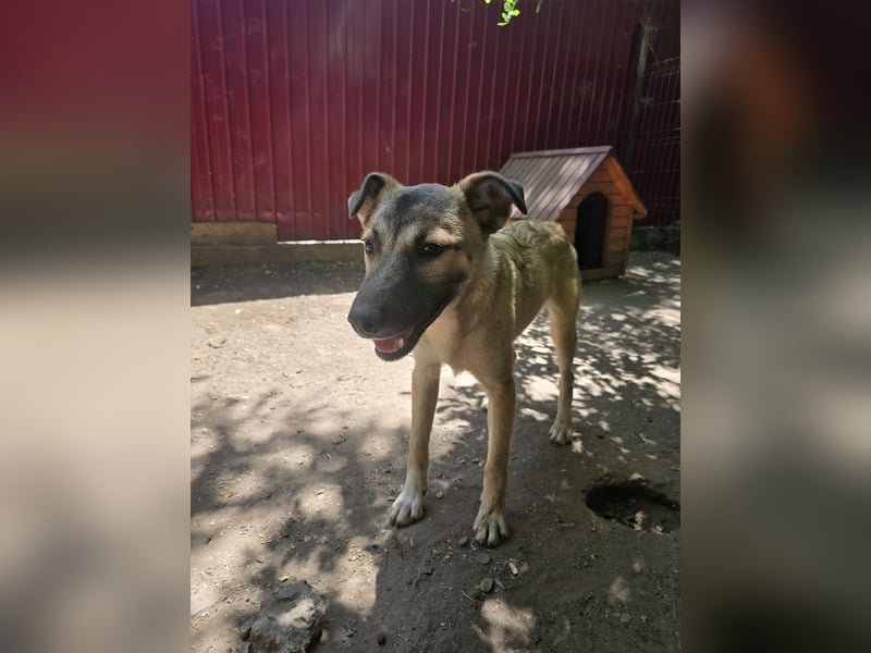 WOTAN , 1 1/3 jähriger Bub, mittelgroß, fröhlich, aufgeschlossen Junghund typisch verspielt