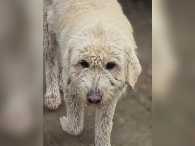 Bailey, Hündin, *ca. 04.03.2020, ca. mittelgroß, vorsichtig, spielt gerne, sozial, freundlich, sanft