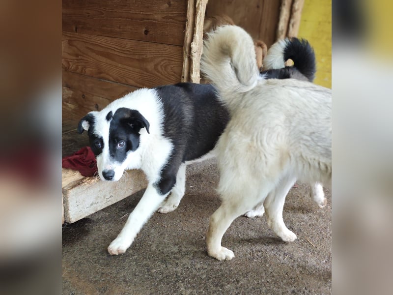 Tutu, Hündin, *ca. 10.09.2025, ca. kniehoch bis mittelgroß werdend, liebevoll, aufgeschlossen, freun