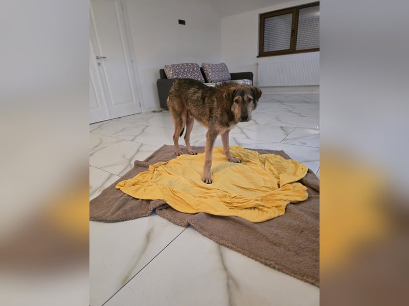 Werner, Rüde, *ca. 15.09.2023, ca. mittelgroß, ängstlich, vorsichtig, sensibel, unsicher