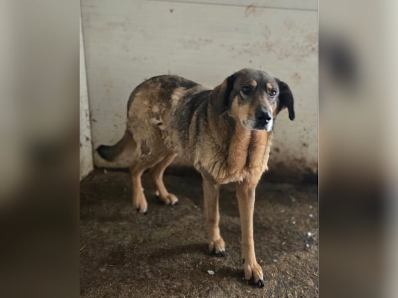 Tiffy, eine 8-jährige Hündin, mittelgroß, sozial, ängstlich, zögerlich,