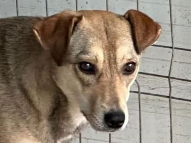 Isy, Hündin, *ca. 18.01.2021, ca. mittelgroß, ruhig, ängstlich, sozial