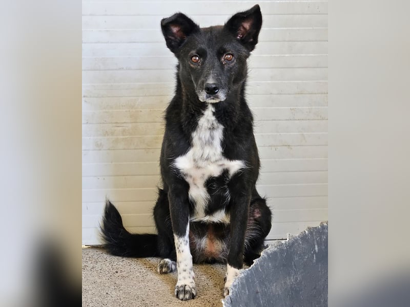 Melody, 6jährigen Hundedame, ca. mittelgroß, schüchtern, neugierig, lieb, sozial