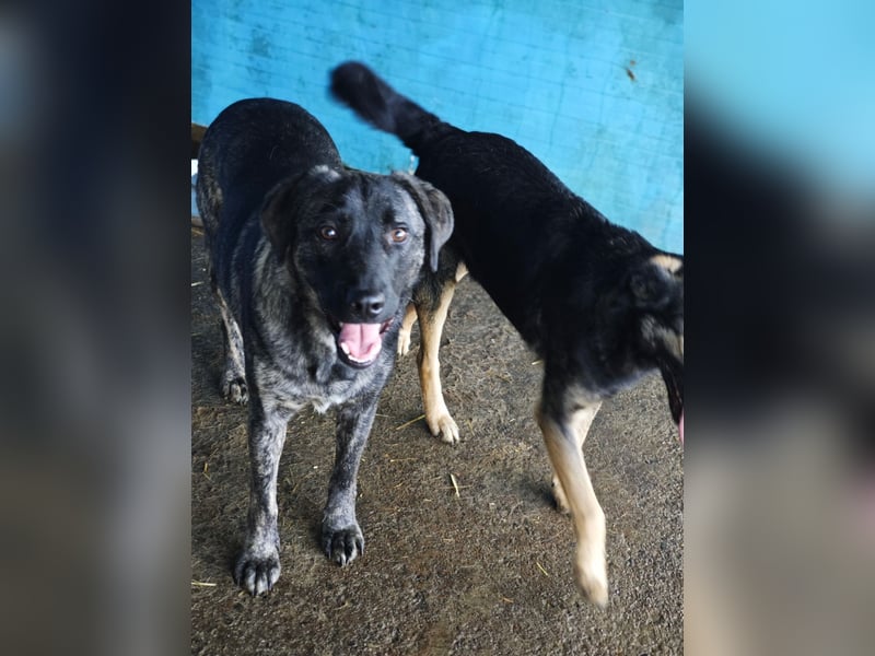 Isak, Rüde, *ca. 14.06.2024, ca. mittelgroß, sehr sozial, ausgeglichen, freundlich