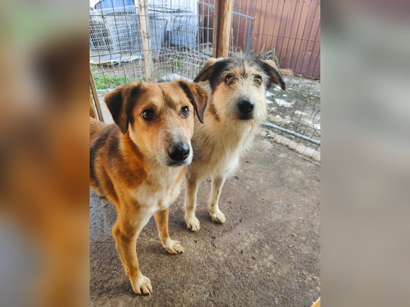 Loony , Hündin, *ca. 12.06.2023, ca. mittelgroß, zurückhaltend, sozial, sanft