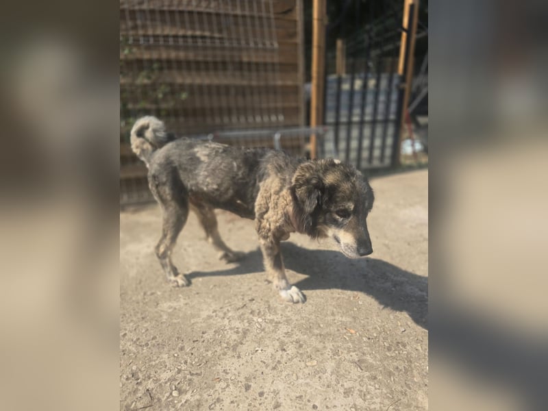 Dragos, Rüde, *ca. 15.9.2014, ca. mittelgroß, liebt Menschen, verspielt, dominant