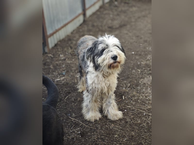 Benny, Rüde, *ca. 10.04.2018, ca. mittelgroß, aufmerksam, wachsam, sozial im Rudel