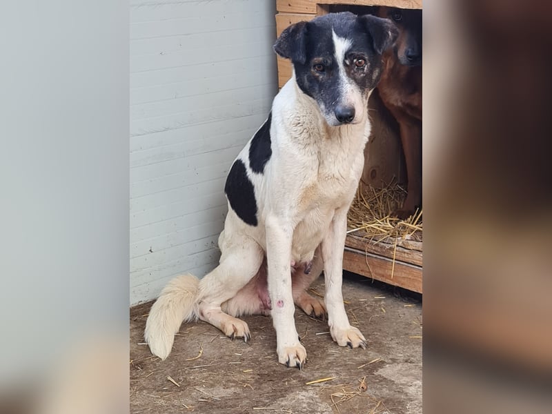 Maria , Hündin, *ca. 03.01.2014, SH mittelgroß, schüchtern, zurückhaltend, neugierig
