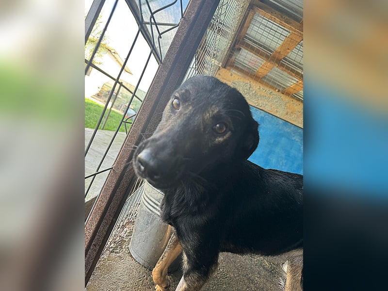 Assisi, Rüde, *ca. 03.01.2024, ca. mittelgroß, freundlich, warmherzig, neugierig, sozial