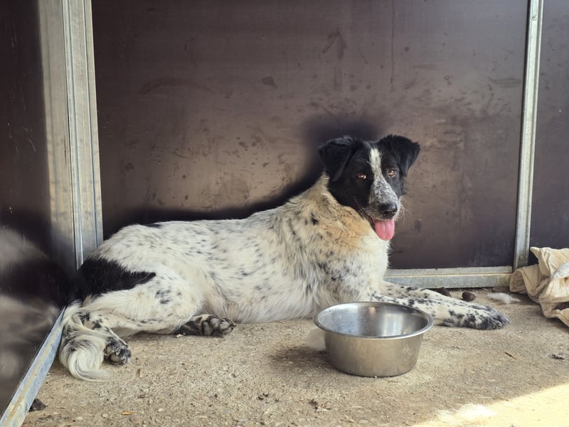 Polly. geb. ca. 11.12.2020, SH ca. mittelgroß, verspielt, fröhlich, sozial mit auserwählten Hunden