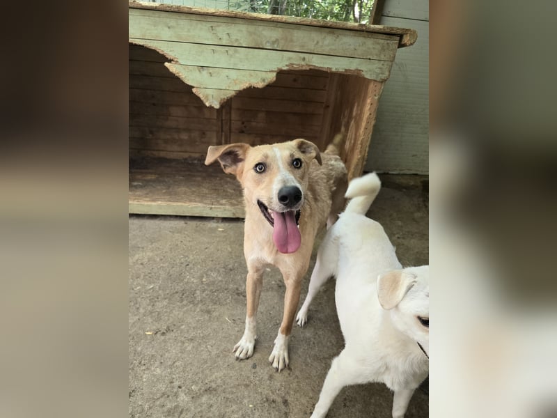 Dalton, ca, 2 ¼ jähriger Bub, SH ca. mittelgroß, freundlich, verspielt, sozial, verschmust