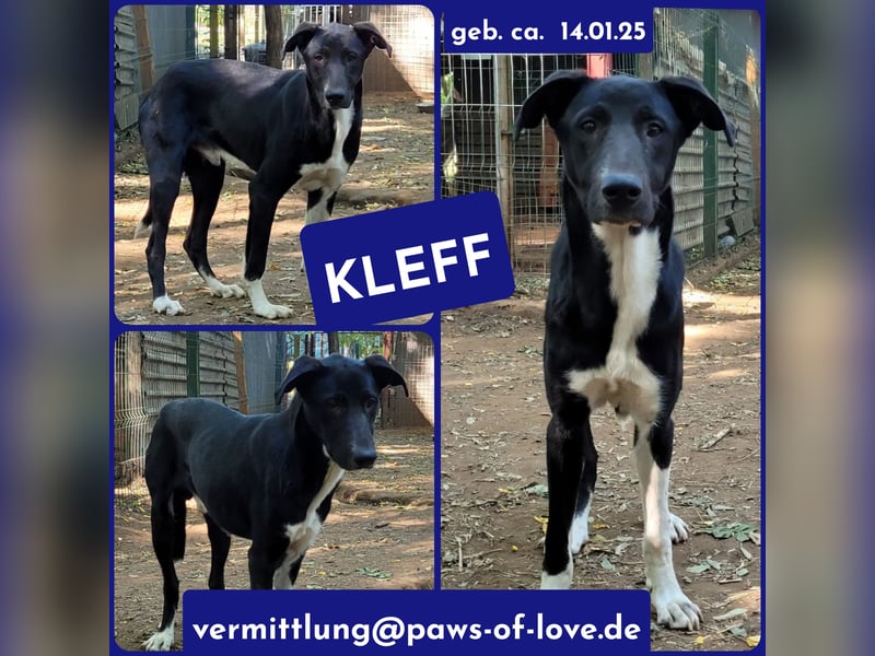 Kleff, Rüde, *ca. 14.01.2025, SH mittelgroß – groß, Bub, neugierig, schüchtern, unsicher, sozial Kl