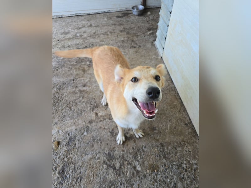 Andy, Rüde, *ca. 15.10.2024, ca. 55 cm, verschmust, aktiv, neugierig