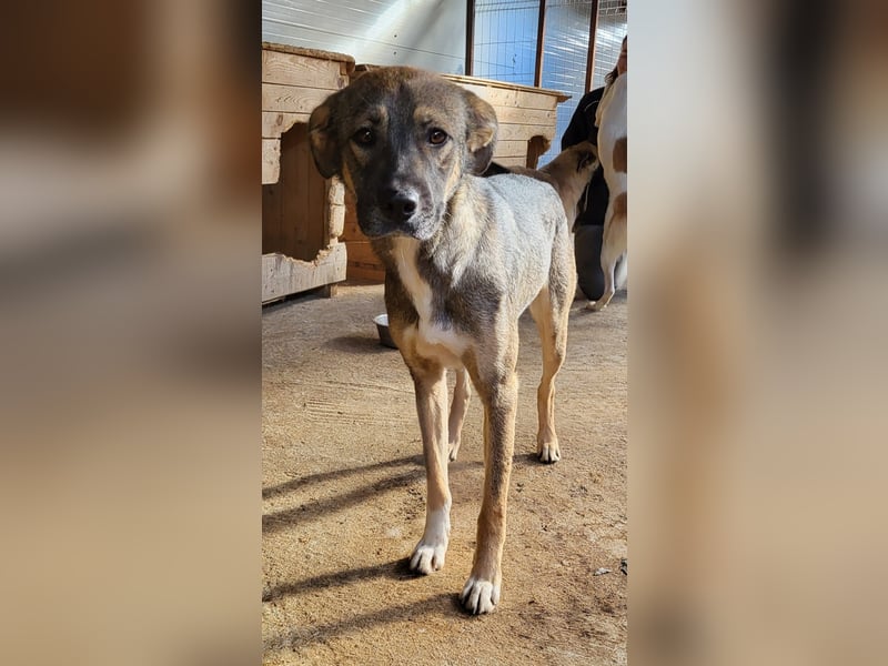 Reef, fast 2jähriger Bub , SH ca. mittelgroß, freundlich, verspielt, neugierig, sozial