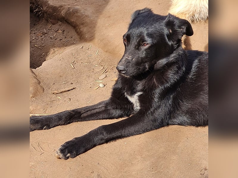 Velo, 1 ¾ jähriger Hundejunge, SH ca. mittelgroß, aufgeschlossen, freundlich, sozial, verschmust)
