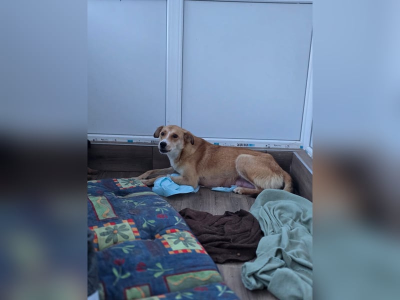 Carry, Hündin, *unbekannt ,ca. mittelgroß, sensible, einfühlsam, unsicher, sozial