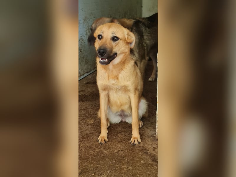 Rica, bald 2 jähriges Mädel, SH ca. mittelgroß, freundlich, sozial, aufgeweckt, verschmust