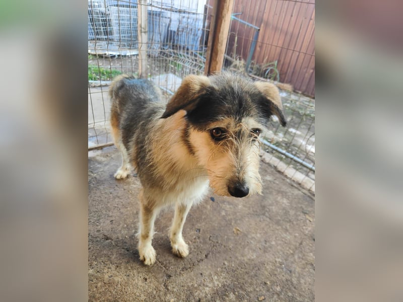 Loony , Hündin, *ca. 12.06.2023, ca. mittelgroß, zurückhaltend, sozial, sanft