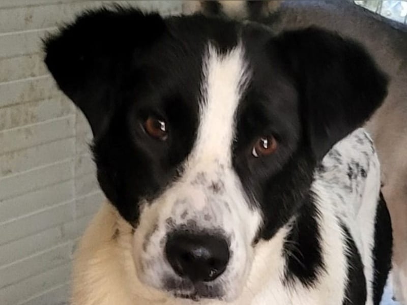 Paula, Hündin, *ca. 20.03.2020, ca. mittelgroß, sanft, schüchtern, sozial, vorsichtig