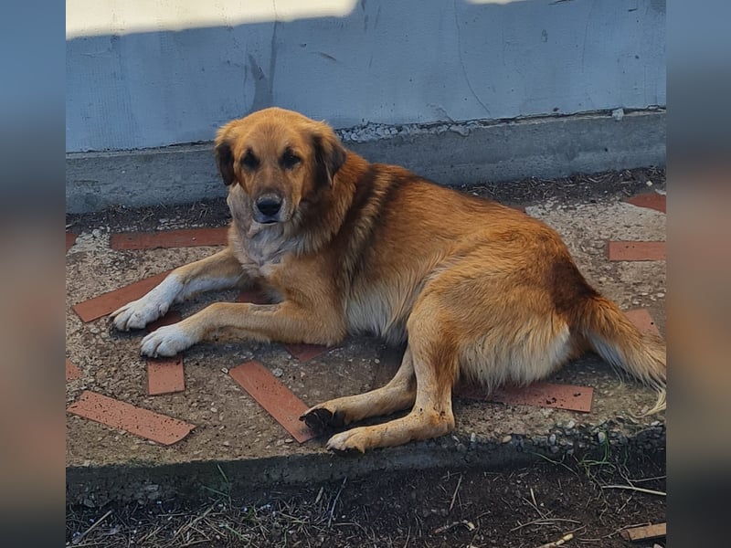 Arthos, Rüde, *ca. 20.10.2016, ca. mittelgroß, verschmust, aktiv, sozial, freundlich