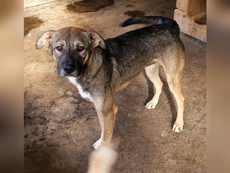 Reef, fast 2jähriger Bub , SH ca. mittelgroß, freundlich, verspielt, neugierig, sozial