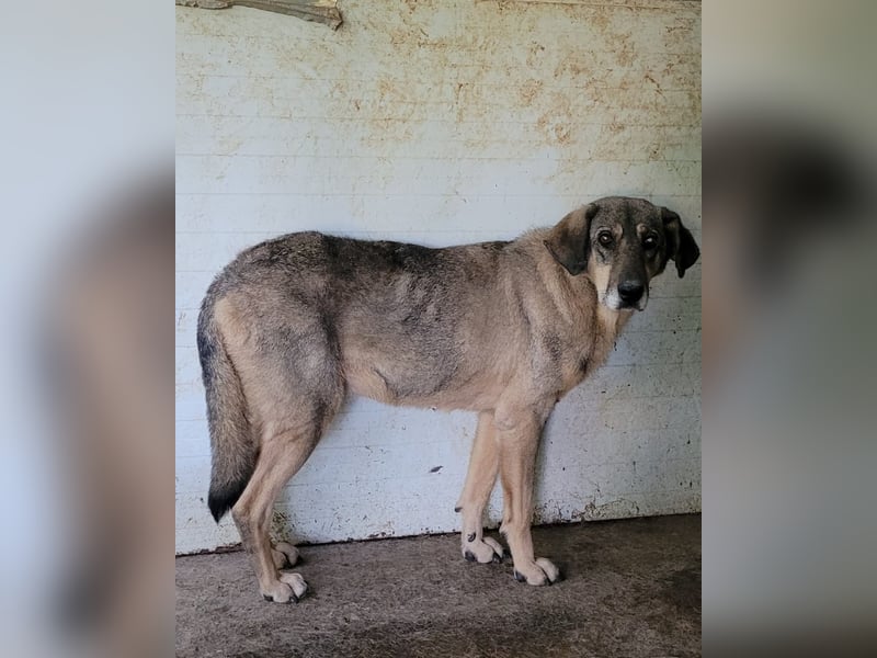 Tiffy, eine 8-jährige Hündin, mittelgroß, sozial, ängstlich, zögerlich,