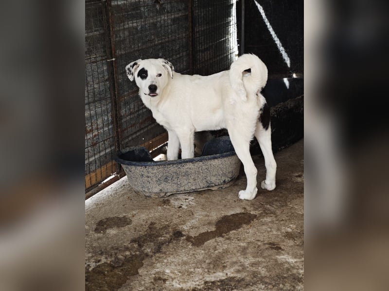 Tofu, Rüde, *ca. 10.09.2025, SH ca. kniehoch bis mittelgroß werdend, menschenbezogen, neugierig, lie