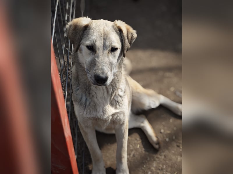 Paulinchen, Hündin, *ca. 03.06.2025, kniehoch bis mittelgroß, verschmust, freundlich, neugierig, ver