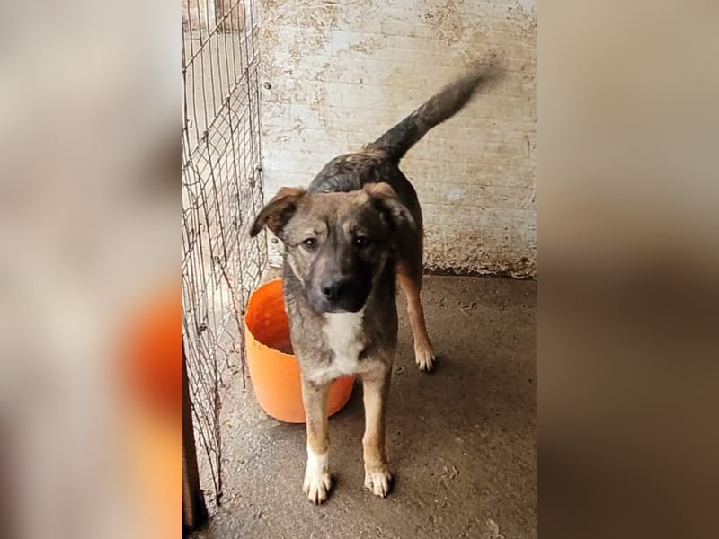 Reef, fast 2jähriger Bub , SH ca. mittelgroß, freundlich, verspielt, neugierig, sozial