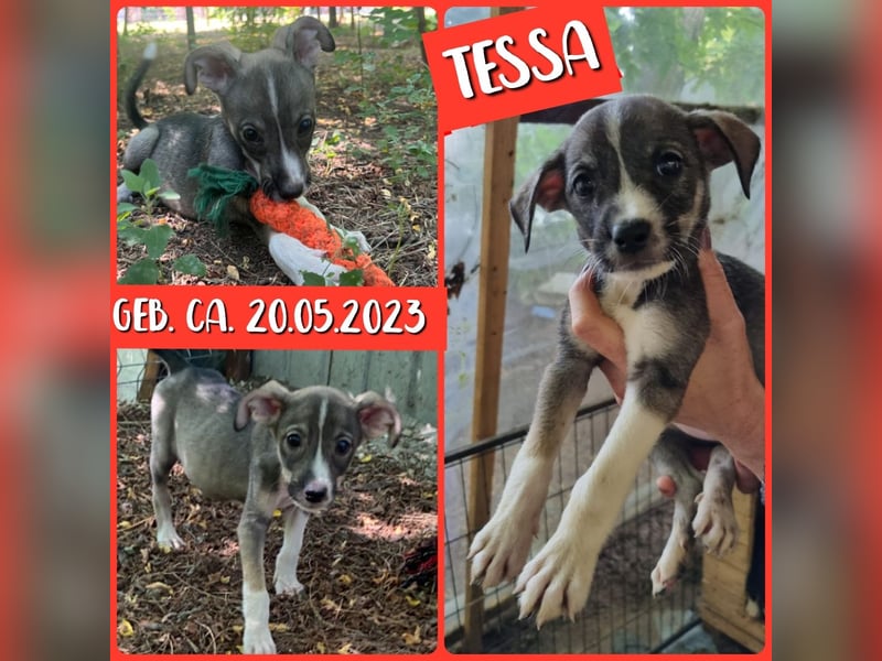 Tessa, 1Jahr und 10 Monate alte Junghündin mittelgroß, freundlich, offen, verspielt, neugierig