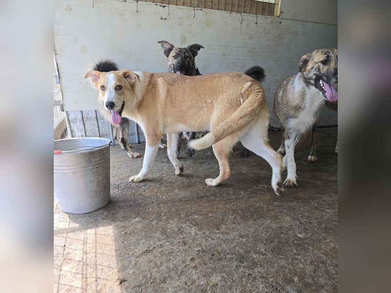 Matteo, Rüde, *ca. 09.10.2024, SH ca. 55-60 cm, freundlich, verschmust, unsicher, schreckhaft