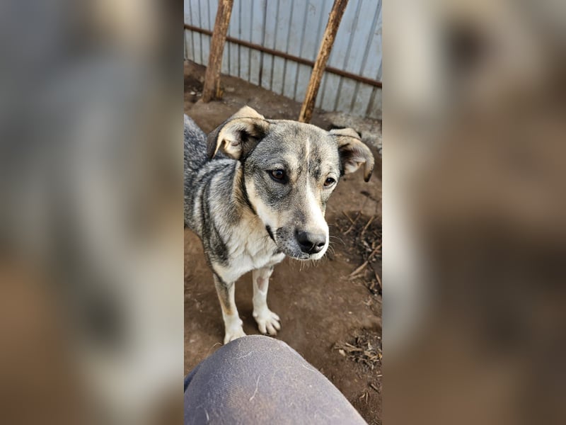 Tessa, 1Jahr und 10 Monate alte Junghündin mittelgroß, freundlich, offen, verspielt, neugierig