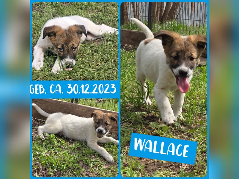 Wallace, 1 1/3-jähriger Rüde, SH ca. mittelgroß, freundlich, sozial, verspielt, neugierig
