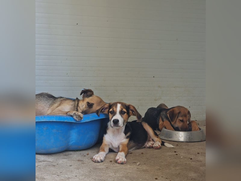 I L J A , 3-jähriger Junge, SH ca. mittelgroß, zurückhaltend, neugierig, sanft, sozial