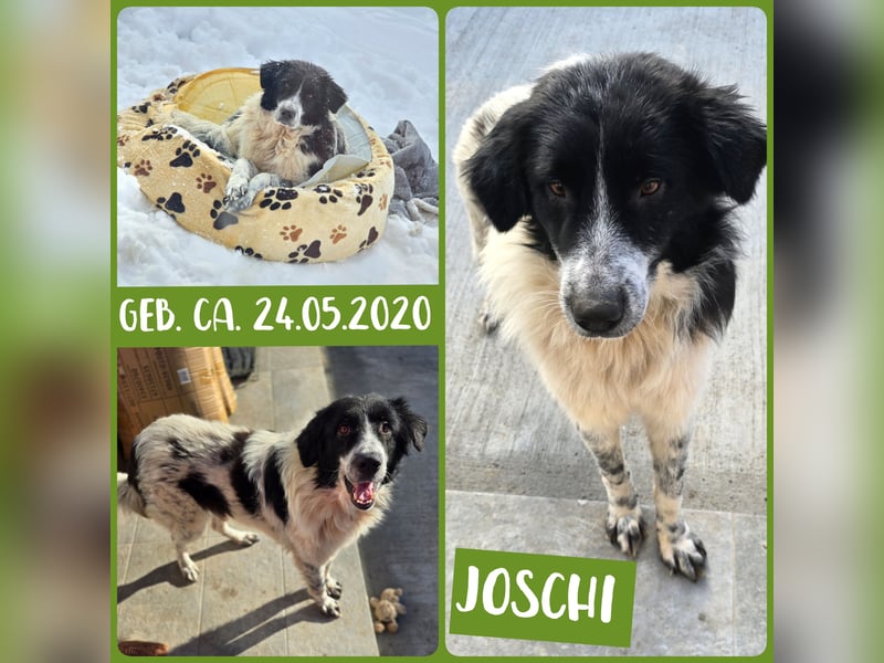 Joschi, Rüde, *ca.24.05.2020, ca. mittelgroß, vertraut nur schwer, schüchtern, freundlich, neugieri