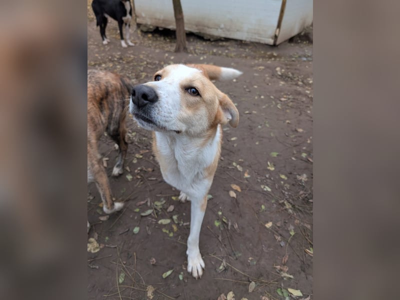 Matteo, Rüde, *ca. 09.10.2024, SH ca. 55-60 cm, freundlich, verschmust, unsicher, schreckhaft