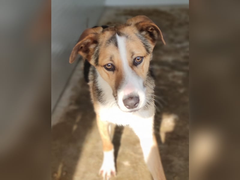 I L J A , 3-jähriger Junge, SH ca. mittelgroß, zurückhaltend, neugierig, sanft, sozial