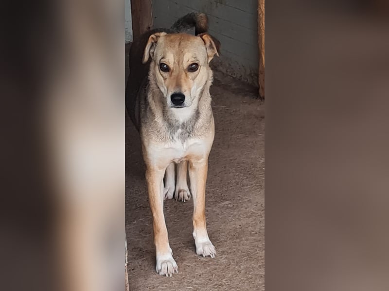 Isy, Hündin, *ca. 18.01.2021, ca. mittelgroß, ruhig, ängstlich, sozial