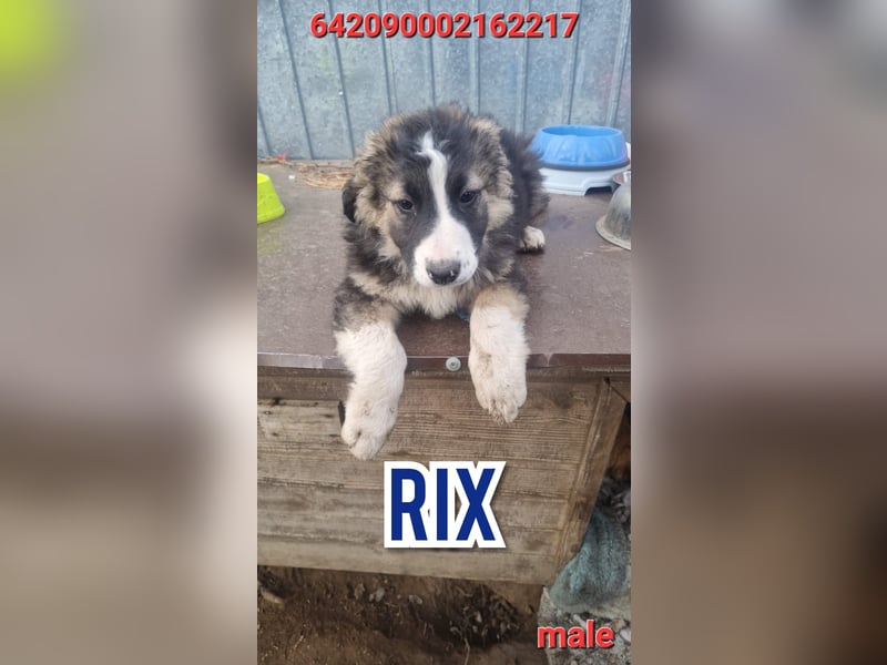 Rix, 1 ½ jähriger Bub, SH ca. mittel – groß, sozial, freundlich, verschmust, offen